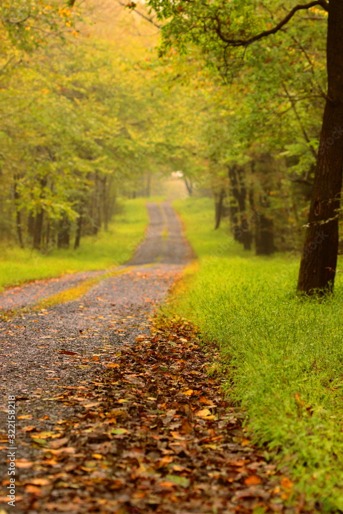 Naklejka premium autumn road through the woods