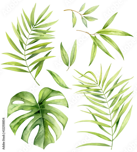 Set of watercolor illustrations. The branches of palm trees and monstera leaf and the leaves of eucalyptus. Exotic plants on a white background.