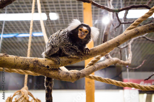 Small monkey ( Pygmy marmoset ) photo