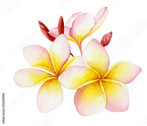 Watercolor illustration of a beautiful tropical exotic flower plumeria or frangipani. © Dasha