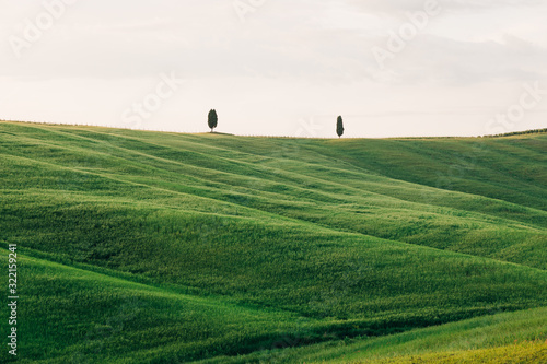 View of cypresses in countryside of Tuscany, Italy