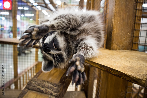 My pet`s (beautifel racoon)