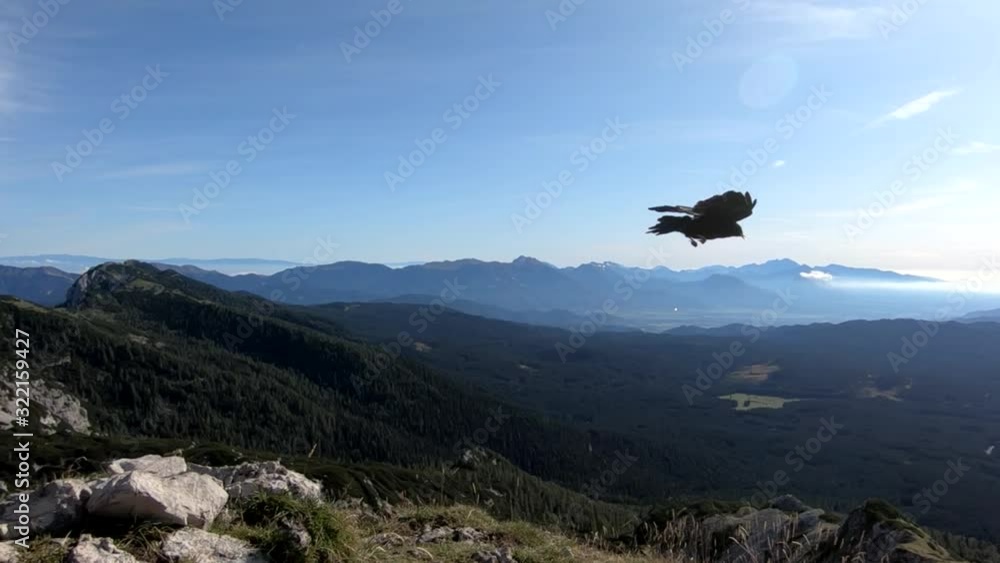 Slow motion Alpine Chough bird catching food in the air over Alps mountain summit, Slovenia Slow motion Alpine Chough bird catching food in the air over Alps mountain summit, Slovenia