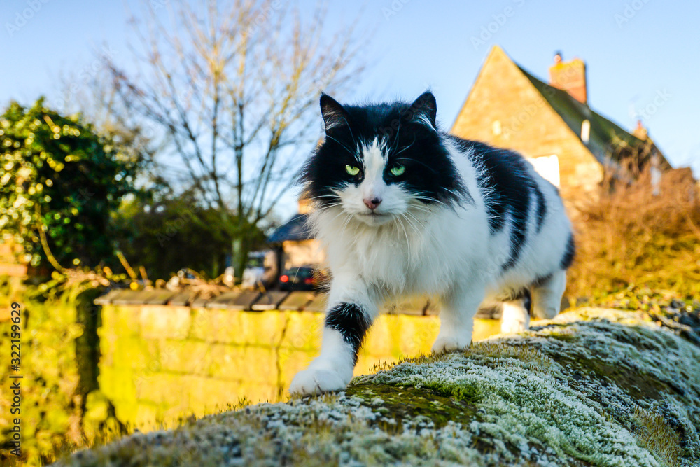 Cat walking across a wall