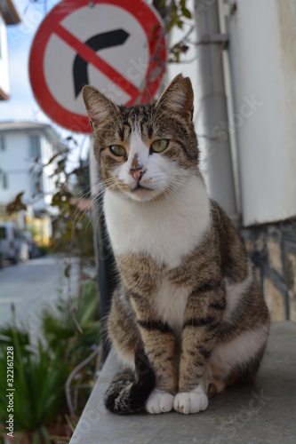 cat in old town of antalya 2