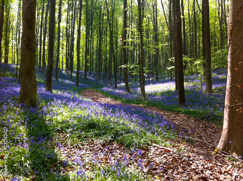 The Blue Forest. The forest with beautiful purple carpet of bluebells, which bloom in spring season. Hallerbos, Belgium