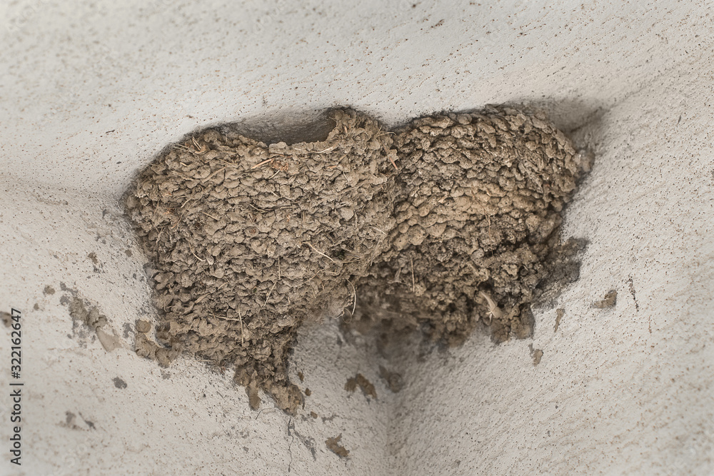 Swallow nests in the corner of house walls. Nest of cliff swallows