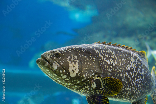 Grouper fish in an aquarium