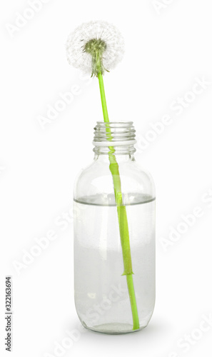 Dandelion seedhead in small glass bottle with water. Isolated on white background. An officinale seedhead with stem in water. Blown dandelion on white bg. Dandelon seeds on green stem. photo