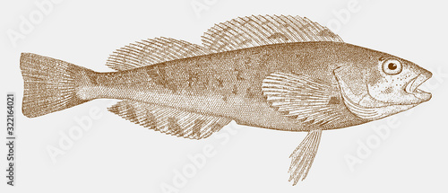 White spotted greenling hexagrammos stelleri, a fish from the north pacific ocean in side view