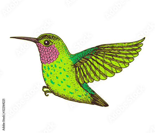 Hummingbird vector illustration. Hand drawn flying colibri bird. Colorful illustration.