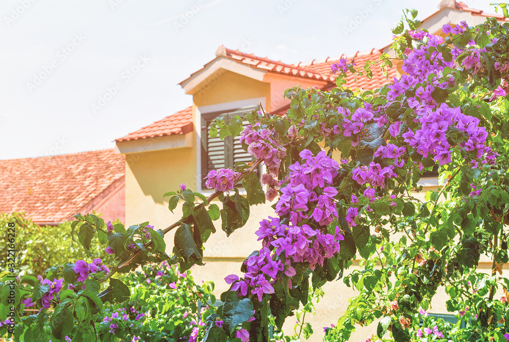 Blooming tree and building roof in Omis summer