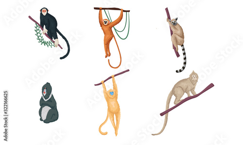 Set of different species of monkeys in different actions. Vector illustration in flat cartoon style.