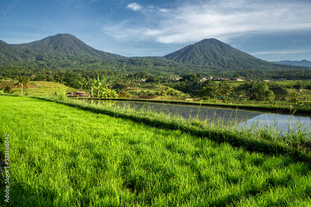 Sunny morning on the famous Jatiluwih rice terrace on central Bali, Indonesia