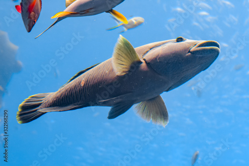 Fototapeta Naklejka Na Ścianę i Meble -  The humphead wrasse in aquarium (Cheilinus undulatus, Maori, Napoleon wrasse) is a large species of wrasse mainly found in the Indo-Pacific region. Atlantis, Sanya, Hainan, China.