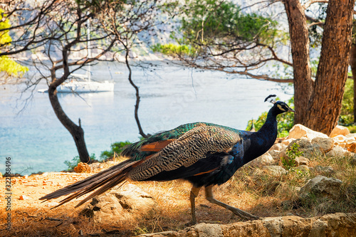 Peacock in Lokrum Island