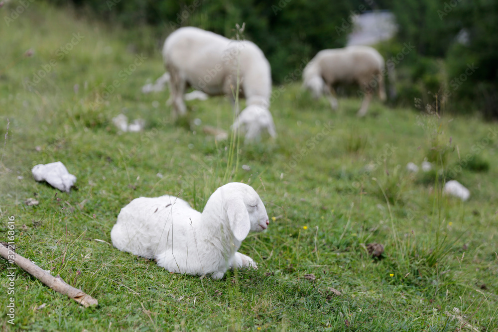 Fototapeta premium Sheep in wild nature. Chilling baby sheep in the grass. Happy sheep in the wild.