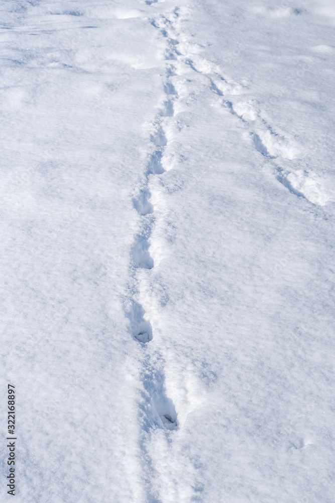 Dog's footprints in the fresh deep snow