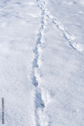 Dog's footprints in the fresh deep snow © k_samurkas