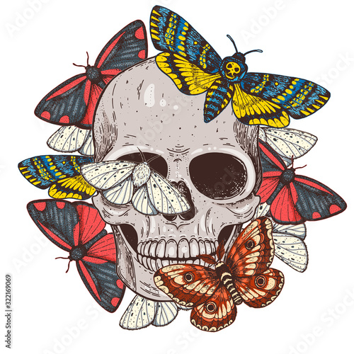 Skull and butterflies hand drawn illustration. Tattoo vintage print. Butterfly and skull vector illustration.
