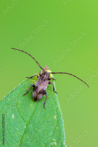 a lonhorn beetle - Exocentrus punctipennis photo