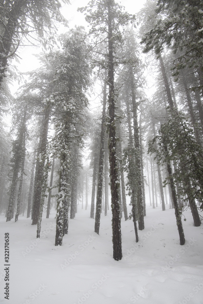 Naklejka premium Winter forest landscape with mountain covered in snow and pine trees