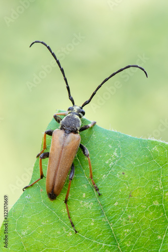 Red-brown Longhorn Beetle - Corymbia rubra © Marek R. Swadzba