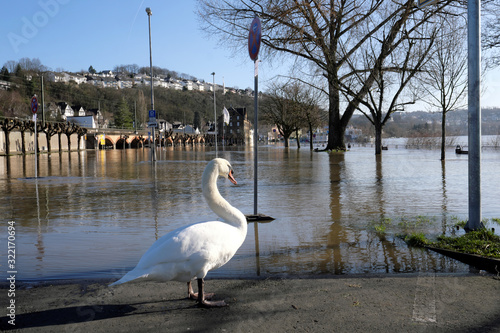 Schwan und Hochwasser auf Parkplatz am Rhein in Vallendar im Februar 2020 - Stockfoto photo