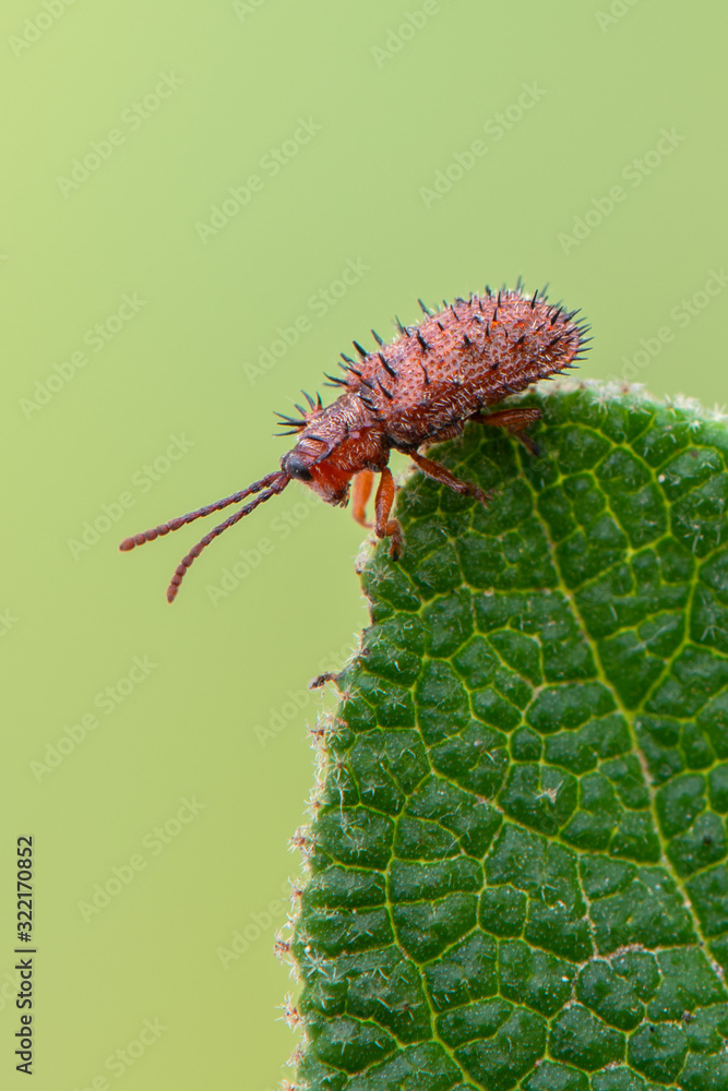 a leaf beetle - Dicladispa testacea a leaf beetle - Dicladispa testacea