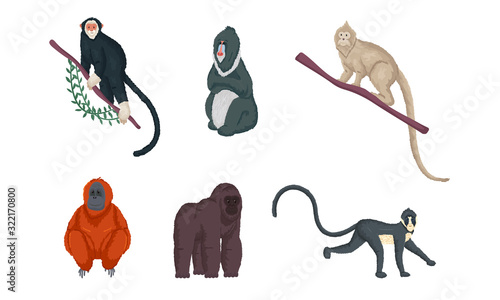 Set of different species of monkeys in different actions. Vector illustration in flat cartoon style.