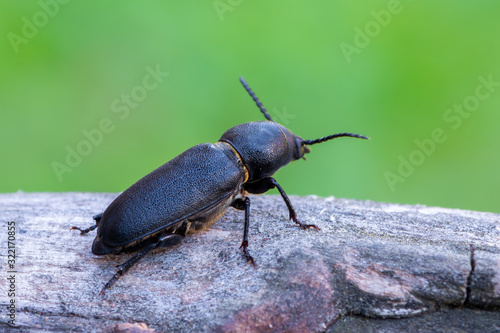 a longhorn beetle - Spondylis buprestoides © Marek R. Swadzba