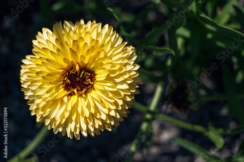 Yellow Flower Isolated 