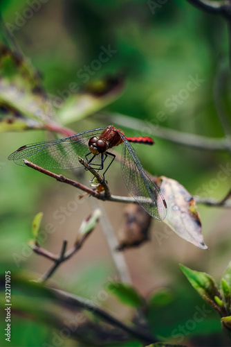Dragonfly on Tree