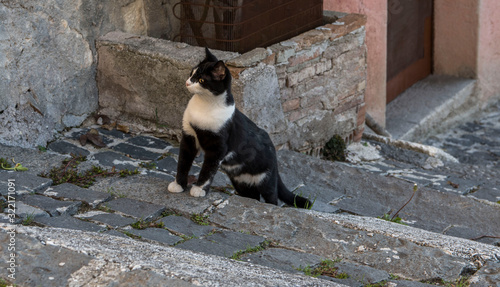 gatti