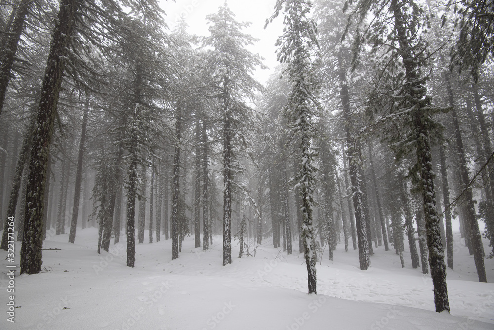 Obraz premium Winter forest landscape with mountain covered in snow and pine trees