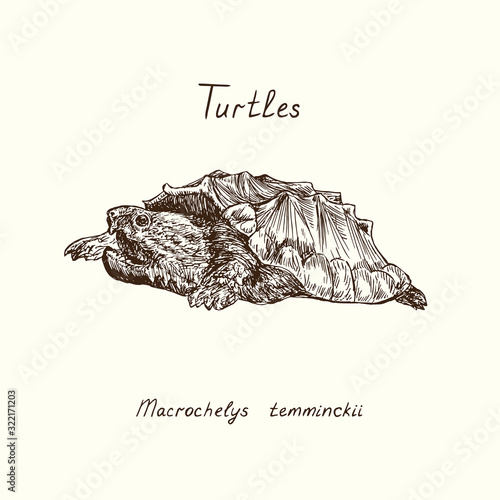 Tutles collection, alligator snapping turtle (Macrochelys temminckii),  hand drawn doodle, drawing sketch in gravure style