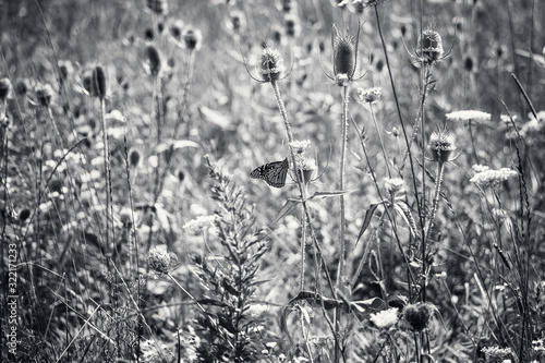 Monarch Butterfly In a Field