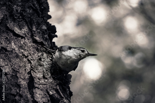Bird on a Tree