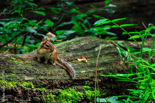 Chipmunk on a Fallen Log