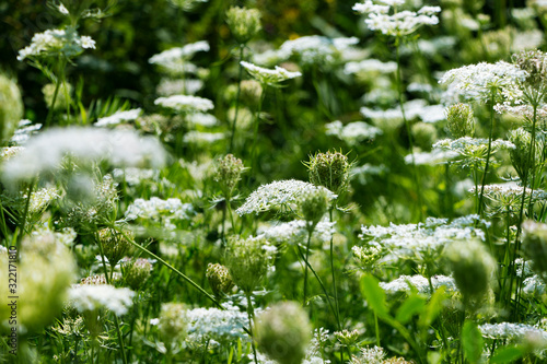 Wild Flowers in Canada