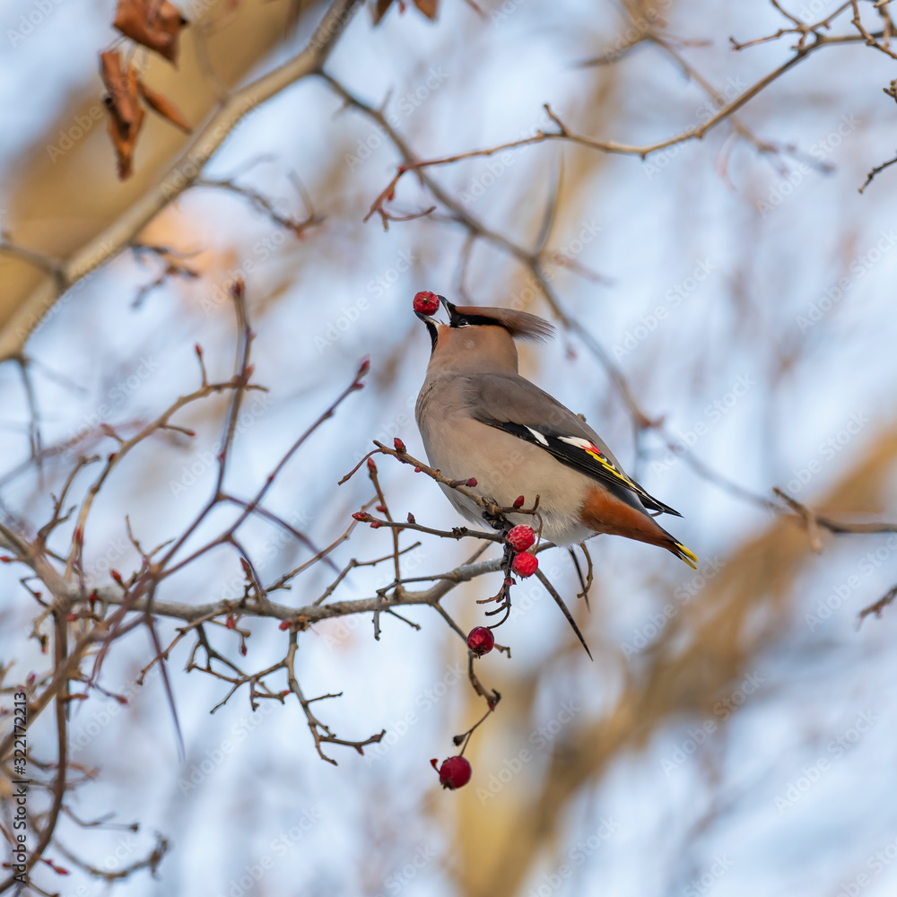 The Bohemian waxwing (Bombycilla garrulus) is a bird of the Bombycillidae family. Bohemian waxwing is fed with red berries in winter