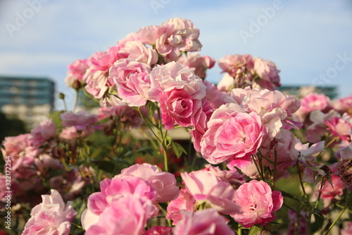 Keisei Rose Garden  Chiba  Japan