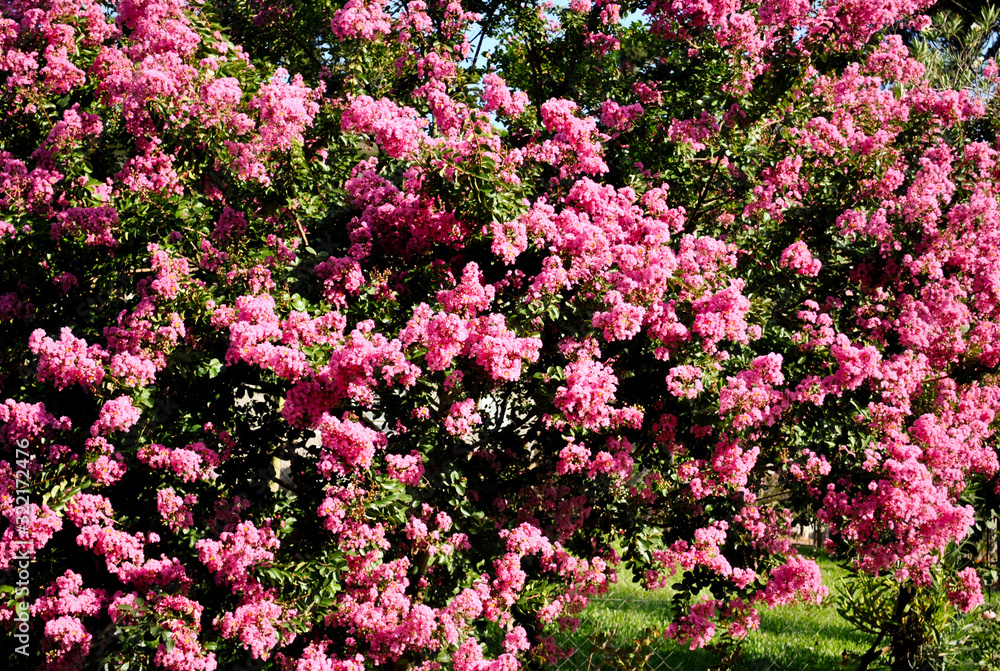 Fototapeta premium flowers in the garden