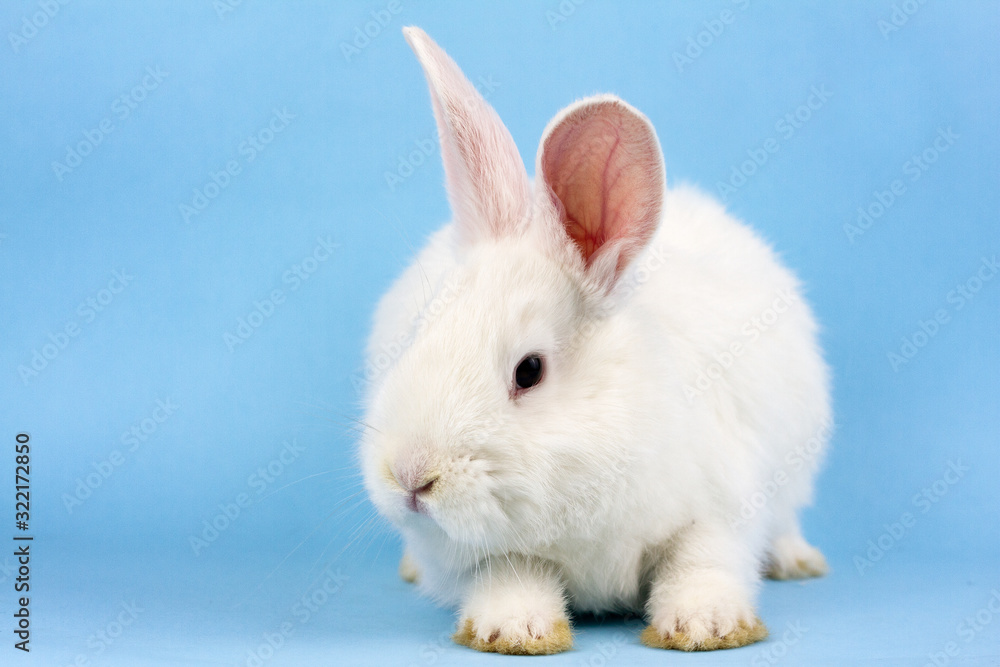 a small white fluffy rabbit on a blue background . Easter Bunny on a trendy blue background concept for the Easter holiday.