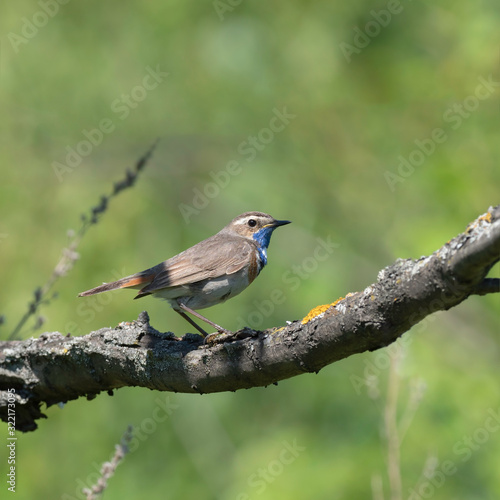 The bluethroat (Luscinia svecica) is a small passerine bird family Muscicapidae.