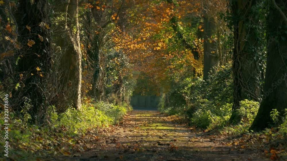 Breezy Fall Day Looking Down A Country Lane Breezy Fall Day Looking Down A Country Lane