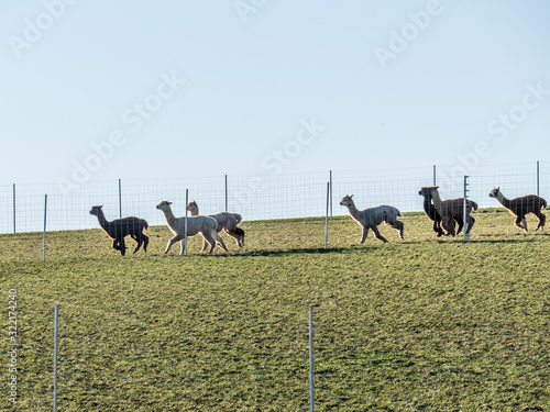 Alpaca Herde mit Jungtieren auf der Weide