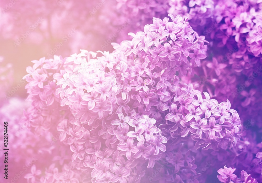 Purple and pink lilac bushes in the park. Purple and pink lilac bushes in the park.