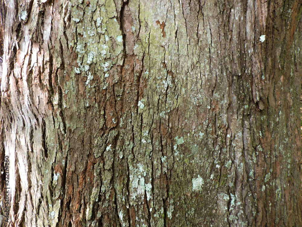 bark of a tree