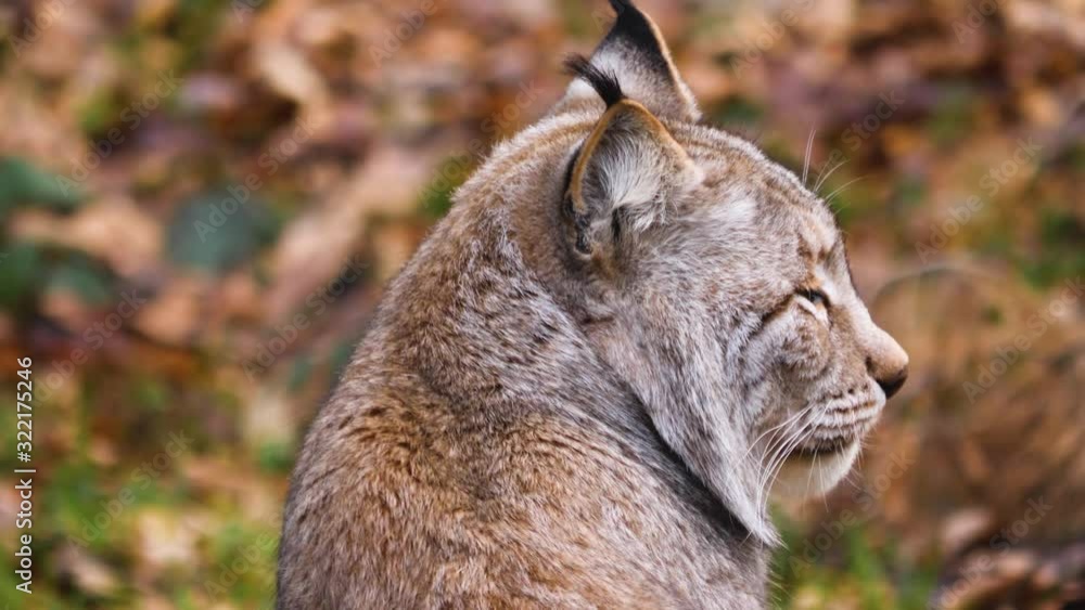 Close up of lynx turning to the right on a sunny day in autumn in the woods Close up of lynx turning to the right on a sunny day in autumn in the woods